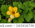 Bright yellow zucchini flower blooming amid lush green leaves in a summer garden 143416736