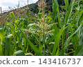 Corn field in mid-summer showcasing vibrant green plants and developing corn ears under clear blue sky in rural landscape 143416737