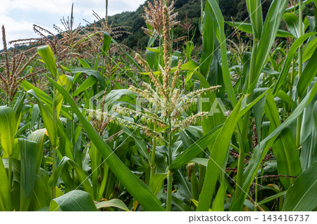 Corn field in mid-summer showcasing vibrant green plants and developing corn ears under clear blue sky in rural landscape 143416737