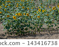 Sunflower field full of blooming Helianthus annuus swaying gently under the clear blue sky in a rural landscape during mid-summer 143416738