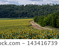 Vibrant field of sunflowers under a cloudy sky with a winding dirt path through the landscape in summer 143416739