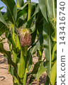 Corn field with developing ears of corn under bright sunshine surrounded by healthy green leaves in mid-summer 143416740