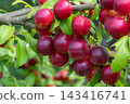 Bountiful harvest of ripe cherry plums on branches in a lush garden during summer season 143416741