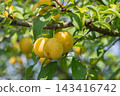 Prunus cerasifera showcases ripe yellow fruits hanging from branches under clear blue sky in spring setting 143416742