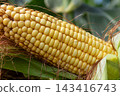 Fresh corn on the cob ready for harvest in a vibrant green corn field during the peak summer season 143416743