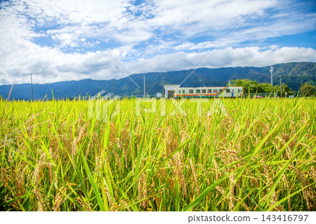 Rice and train Rice and train 143416797