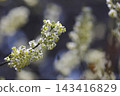 山雞椒（Litsea cubeba）的白色花朵 143416829
