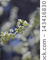 山雞椒（Litsea cubeba）的白色花朵 143416830