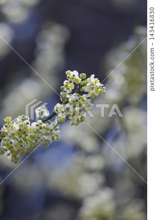 山雞椒（Litsea cubeba）的白色花朵 143416830