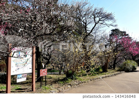 靜岡縣熱海市的熱海梅園:盛開的梅花、連翹,以及熱海梅園的資訊牌。 靜岡縣熱海市的熱海梅園:盛開的梅花、連翹,以及熱海梅園的資訊牌。 143416848