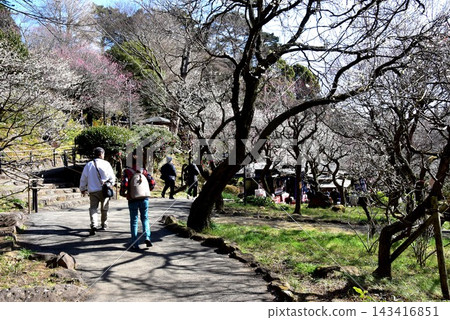 靜岡縣熱海市熱海梅園:盛開的梅花和步道。 靜岡縣熱海市熱海梅園:盛開的梅花和步道。 143416851