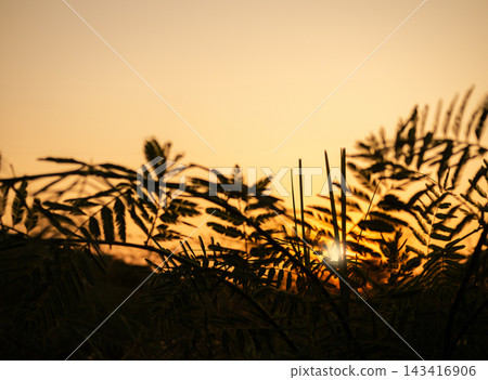 Sunset blur shadow forest nature summer background cloud gradient overlay dramatic weather orange sky evening sunrise pastel color effect pattern abstract spring light beauty template yellow wallpaper Sunset blur shadow forest nature summer background cloud gradient overlay dramatic weather orange sky evening sunrise pastel color effect pattern abstract spring light beauty template yellow wallpaper 143416906