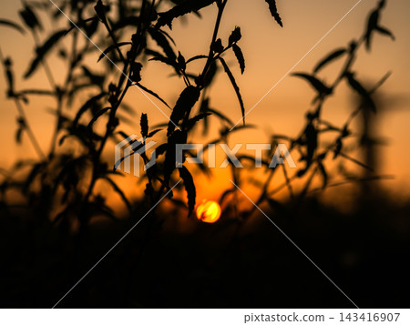 Sunset blur shadow forest nature summer background cloud gradient overlay dramatic weather orange sky evening sunrise pastel color effect pattern abstract spring light beauty template yellow wallpaper 143416907