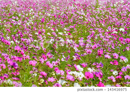 波斯菊,長谷波斯菊花園 波斯菊,長谷波斯菊花園 143416975