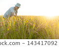 Farmers checking rice 143417092