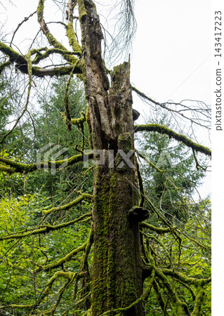Ancient tree stands tall, moss clinging to its bark Ancient tree stands tall, moss clinging to its bark 143417223