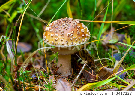 Mushroom with spotted cap grows in green grass Mushroom with spotted cap grows in green grass 143417228
