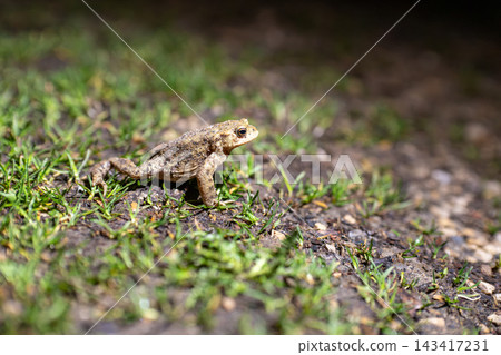 Small toad on mossy ground, alert and still Small toad on mossy ground, alert and still 143417231