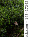 Tiny mushroom rises from mossy forest floor 143417242