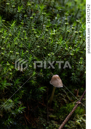 Tiny mushroom rises from mossy forest floor Tiny mushroom rises from mossy forest floor 143417242