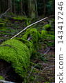 Moss blankets a fallen log in quiet woodland 143417246