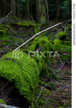 Moss blankets a fallen log in quiet woodland Moss blankets a fallen log in quiet woodland 143417246