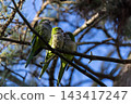 Three green parakeets perch on a bare tree branch 143417247
