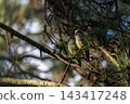Two green parrots perch close on a tree branch 143417248