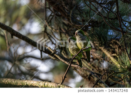 Two green parrots perch close on a tree branch Two green parrots perch close on a tree branch 143417248