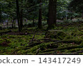 Moss blankets forest floor beneath towering trees 143417249