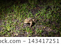 Small toad rests on damp grass and soil 143417251