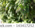 Soft light filters through dense green foliage 143417252