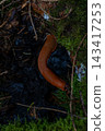 Orange slug crawls over dark moss and wet forest floor 143417253
