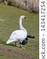 White swan stands tall on green grass 143417254