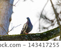 Pigeon perches on mossy tree branch 143417255