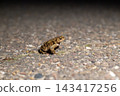 Small toad sits on cracked asphalt at night 143417256