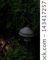 Mushroom emerges from lush green moss 143417257