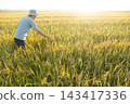 Farmers looking at rice before harvest 143417336