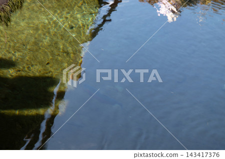 櫻花出現在水面上 櫻花出現在水面上 143417376