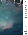 Blue Sea 143417395