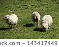 Peaceful sheep grazing in a meadow near Seven Sisters, England. 143417449