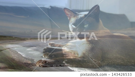 Reclining Siamese cat resting on couch cushion with throw, showing coastal shoreline overlay Reclining Siamese cat resting on couch cushion with throw, showing coastal shoreline overlay 143426533