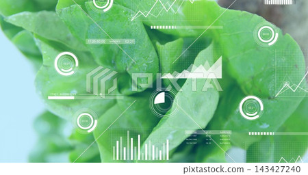 Displaying green lettuce cluster filling frame in lab, showing dew and line graphs and gauges Displaying green lettuce cluster filling frame in lab, showing dew and line graphs and gauges 143427240