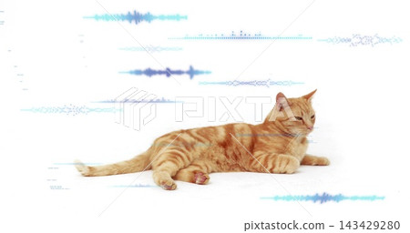 Lying ginger tabby cat lifting head, stretching paws on white surface with cyan waves, faint shadow Lying ginger tabby cat lifting head, stretching paws on white surface with cyan waves, faint shadow 143429280