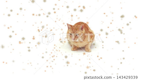 Sitting ginger tabby cat resting on white backdrop, surrounded by gold and beige star confetti Sitting ginger tabby cat resting on white backdrop, surrounded by gold and beige star confetti 143429339