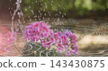 Shimmering pink flower cluster catching falling water droplets in garden, with white ripple overlay 143430875