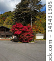 Autumn foliage and trees with vibrant red leaves 143431305