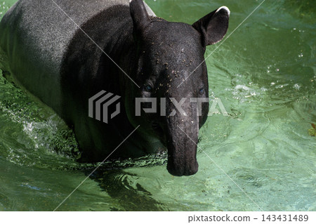 游泳的馬來貘 游泳的馬來貘 143431489