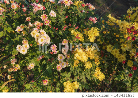 在秋日花園裡,鮮豔的粉紅色和黃色菊花競相綻放。 在秋日花園裡,鮮豔的粉紅色和黃色菊花競相綻放。 143431655