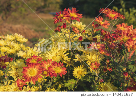 在十一月的秋日花園裡，鮮豔的紅色和黃色菊花競相綻放。 143431657